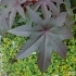 Ricinus communis -- Wunderbaum
